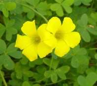 Oxalis-pes-caprae0016c